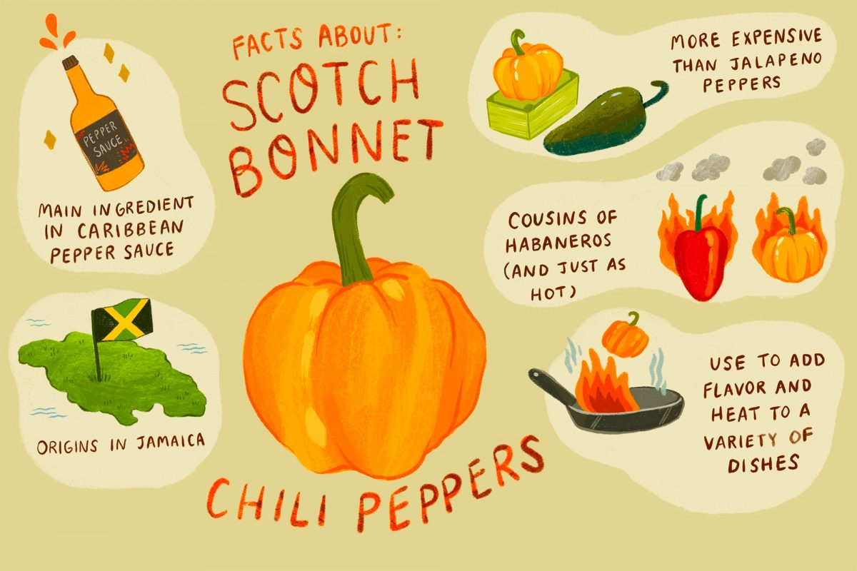Scotch-bonnet-chili Scotch-bonnet-chili
